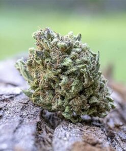 Gelonade 7.5g