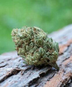 Jack Herer 7.5g